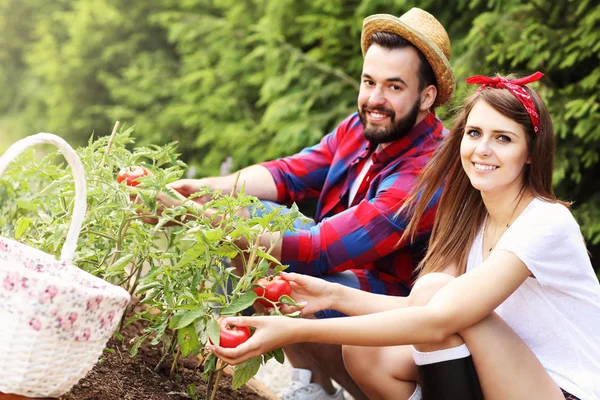 Paar pflanzt Bio-Tomaten — Stockfoto