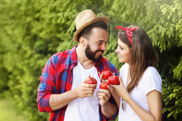 Paar pflanzt Bio-Tomaten — Stockfoto