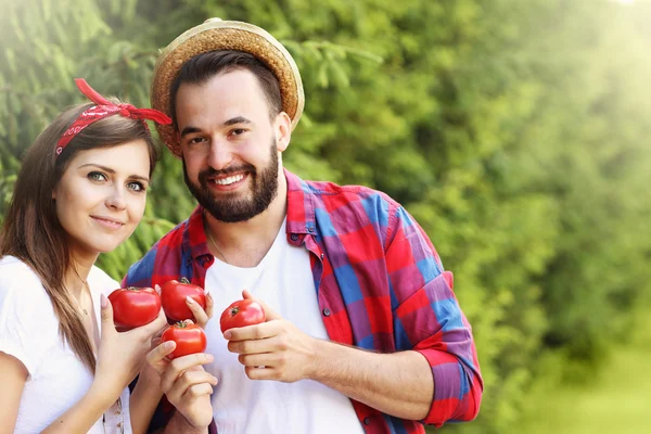 Casal plantio de tomates orgânicos — Fotografia de Stock