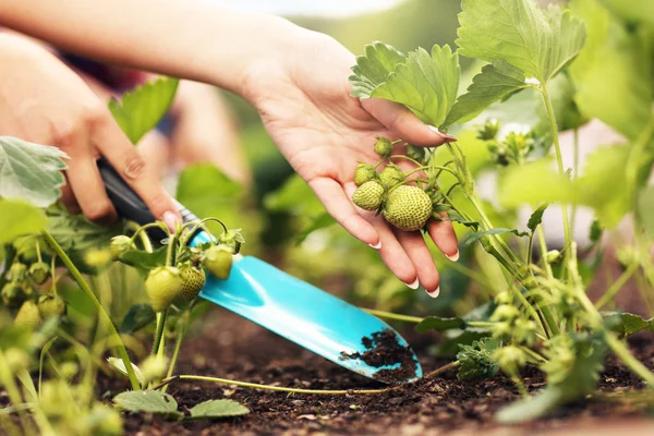 Erdbeeren aus eigenem Anbau — Stockfoto