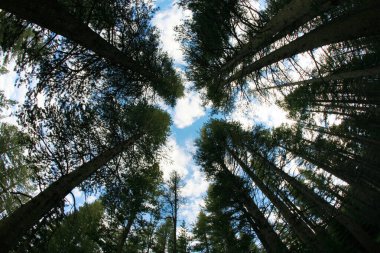 Mavi gökyüzüne bakan sekoya ağaçlarından oluşan bir ormanın içinden