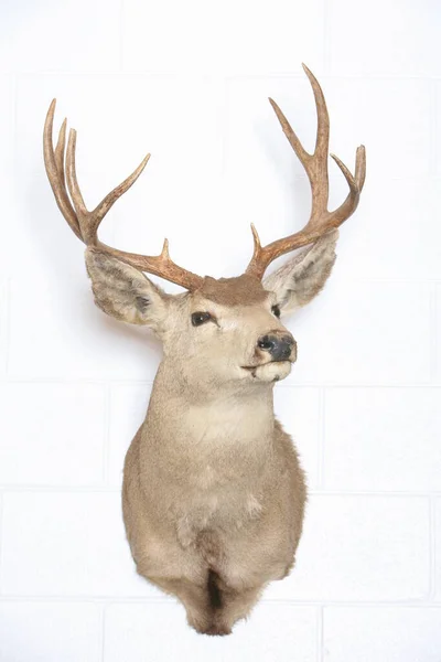 Stuffed Black Tail Deer Also Known Mule Deer Isolated White — Foto Stock