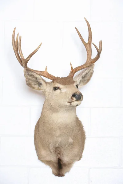 Stuffed Black Tail Deer Also Known Mule Deer Isolated White — Stock Fotó