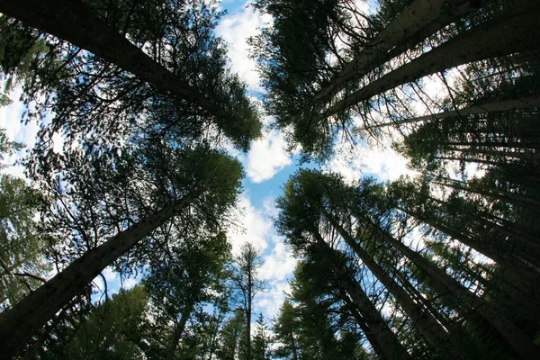 Mirando Hacia Cielo Azul Través Bosque Árboles Secuoyas — Foto de Stock