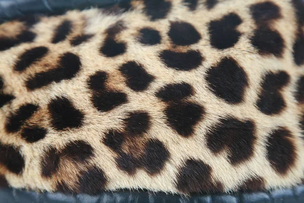 Vista Primer Plano Piel Leopardo Real — Foto de Stock