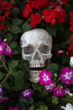 Çiçekli kafatası. Güzel Çiçeklerdeki Cadılar Bayramı İnsan Kafatası. Ürkütücü Cadılar Bayramı görüntüleri. Ölüler Günü.