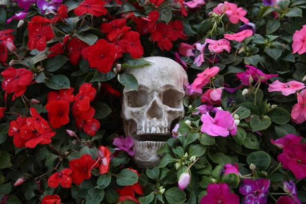 Skalle Med Blommor Halloween Människoskalle Vackra Blommor Läskiga Halloweenbilder Dödas — Stockfoto