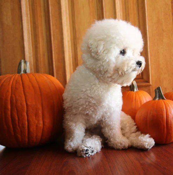 Purebred Bichon Frise Puppy Orange Pumpkins Μια Χρονη Bichon Frise — Φωτογραφία Αρχείου