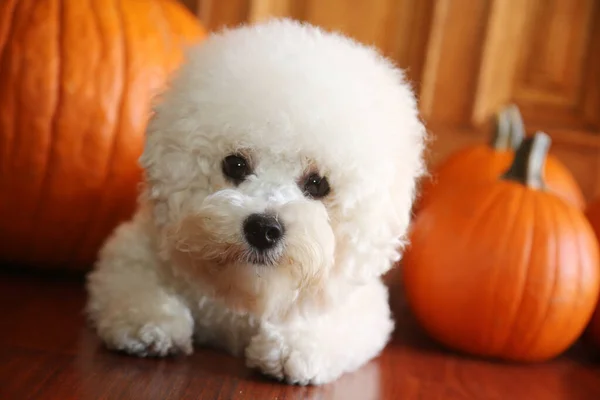 Purebred Bichon Frise Puppy Orange Pumpkins Year Old Bichon Frise — Stock Photo, Image