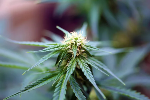 Marijuana Close Female Flowering Marijuana Plant Cannabis Indica Cannabis Sativa — Stock Photo, Image