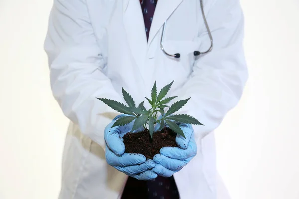 Marijuana Plant Händerna Vetenskapsman Håller Marijuana Klon Eller Skära Anläggning — Stockfoto
