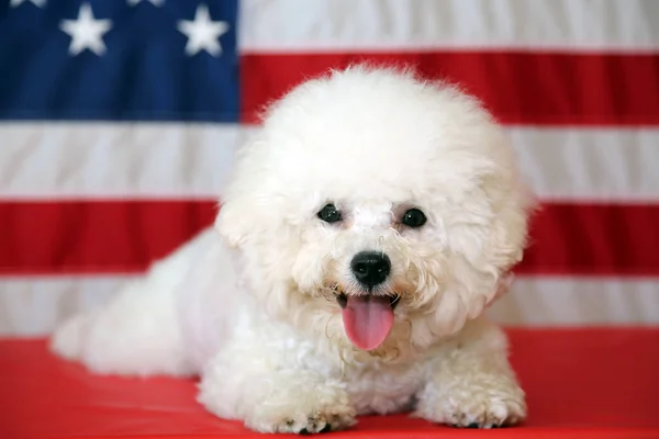 Bichon Frise Dog Com Bandeira Americana Uma Cadela Raça Pura — Fotografia de Stock