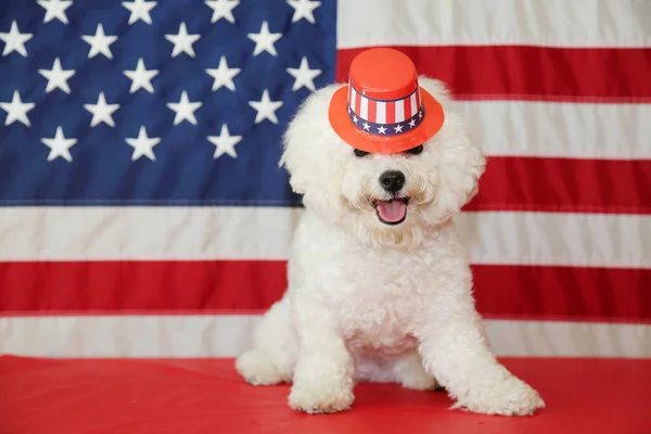 Bichon Frise Dog Americkou Vlajkou Čistokrevný Bichon Frise Fena Usmívá — Stock fotografie
