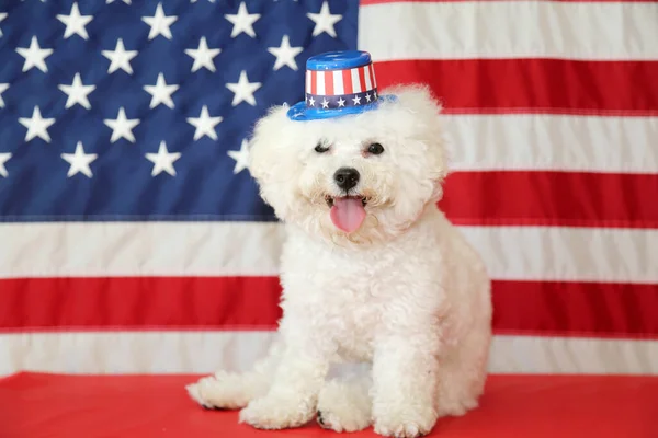 Bichon Frise Dog with American Flag. A purebred Bichon Frise female dog smiles as she poses with an American Flag for her 4th of July Photo Shoot.