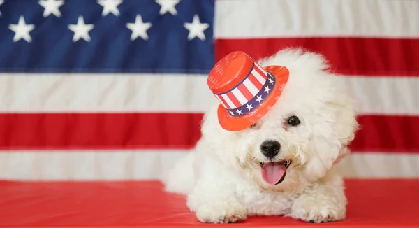 Бишонская Фризская Собака Американским Флагом Породистая Собака Бишон Фриз Улыбается — стоковое фото