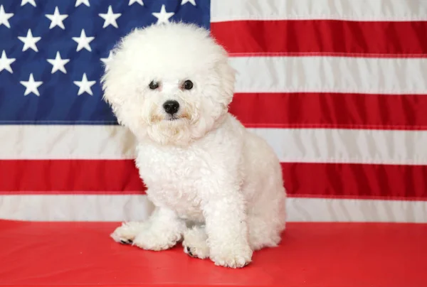 Bichon Frise Dog Mit Amerikanischer Flagge Eine Reinrassige Bichon Frise — Stockfoto
