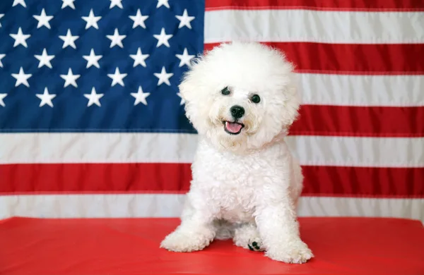 Bichon Frise Dog with American Flag. A purebred Bichon Frise female dog smiles as she poses with an American Flag for her 4th of July Photo Shoot.