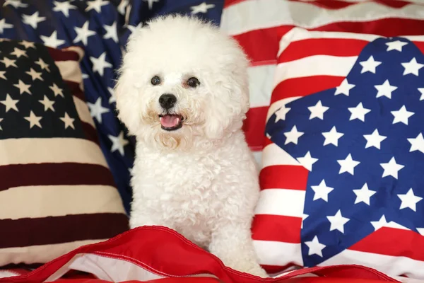 Bichon Frise Dog Com Bandeira Americana Uma Cadela Raça Pura — Fotografia de Stock