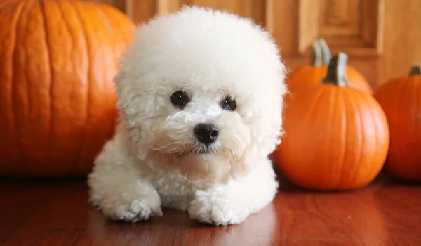 Söt Vit Fluffig Hund Med Pumpor Trägolv — Stockfoto