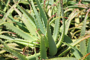 Aloe Vera Plants halka açık bir parkta büyüyor. Aloe Vera dünya çapında tıbbi ve holistik kullanımlar için önemli bir bitki..