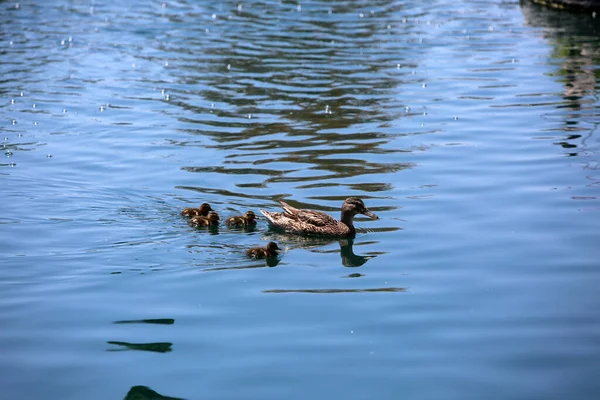 Moeder Mallard Eend Met Eendjes Die Zwemmen Een Meer Vrouwelijke — Stockfoto