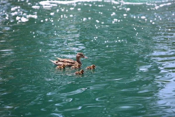 アヒルが湖で泳いでいるマザー マラード ダック 春に鳥の赤ちゃんを持つ女性野生のマガモアヒル 池の水にアヒル — ストック写真