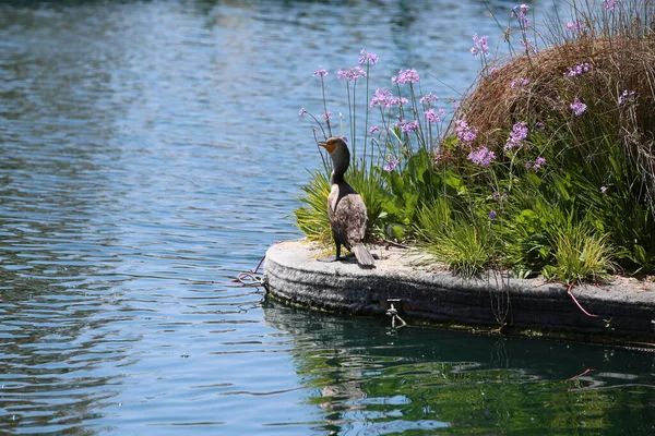 Dubbele Aalscholver Met Helderblauwe Ogen Double Crested Cororant Vogel Geniet — Stockfoto