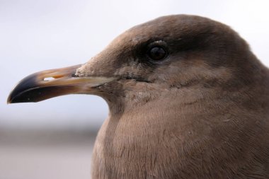Bir martıya yakın çekim
