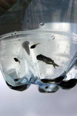 Frog Tadpoles. Tree Frog Tadpoles swimming in pond water in an empty drinking water bottle. Beautiful Wild Caught Tadpoles swimming freely in a water bottle. Tadpoles turn into Frogs and Toads of various types and sizes as they grow.  clipart