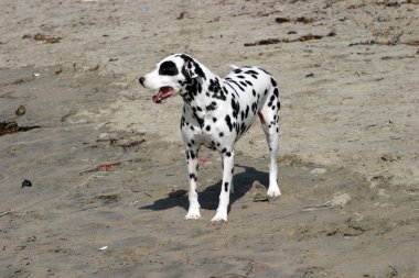 Sahilde Dalmaçyalı bir köpek