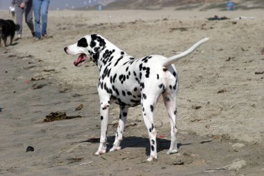 Sahilde Dalmaçyalı bir köpek
