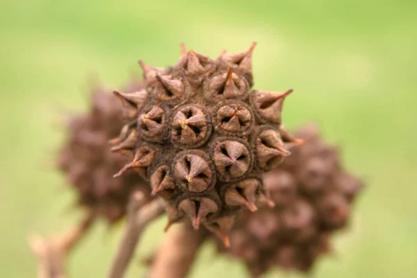 Nahaufnahme Einer Pflanze Mit Samen Auf Grünem Hintergrund — Stockfoto