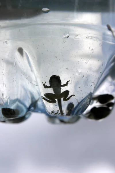 Sapos Tadpole Tadpole Árvore Nadando Água Lagoa Uma Garrafa Água — Fotografia de Stock