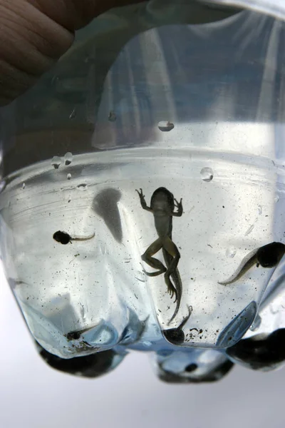 Sapos Tadpole Tadpole Árvore Nadando Água Lagoa Uma Garrafa Água — Fotografia de Stock