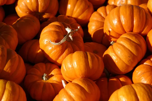 Calabazas Halloween Mercado —  Fotos de Stock