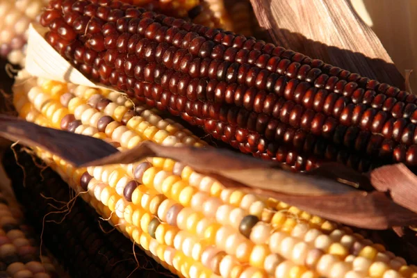 Świeże Dojrzałe Kolby Kukurydzy Tło Zbiorów — Zdjęcie stockowe