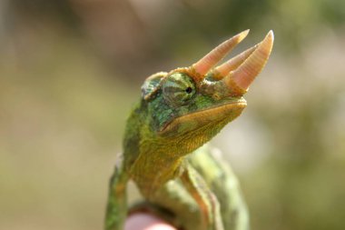 Yeşil bir iguanaya yaklaş.