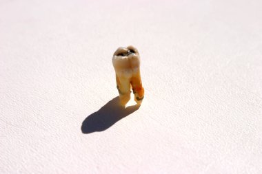 Beyaz üzerinde çekilen bir insan dişi