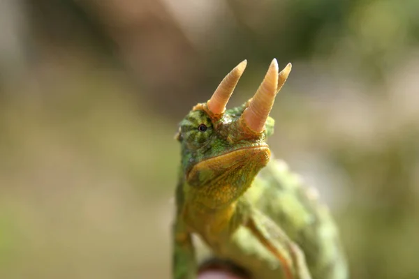 Zblízka Zeleného Leguána — Stock fotografie