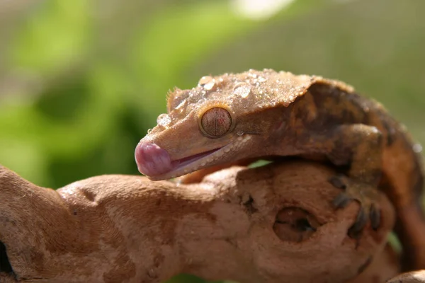 Gros Plan Lézard Dans Jardin — Photo