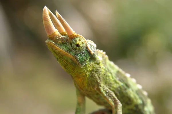 Primer Plano Una Iguana Verde — Foto de Stock