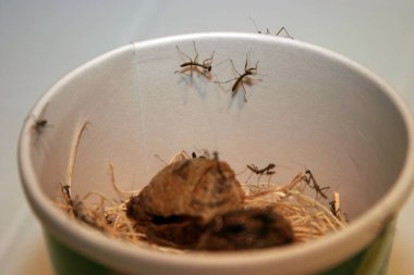 Newly hatched baby Praying mantis on its nest. Baby Praying Mantis hatching from their egg sack. Baby praying mantis being born from an ootheca.  clipart
