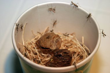 Yumurtadan yeni çıkmış yavru peygamber devesi yuvasında dua ediyor. Bebek peygamber devesi bir etekten doğuyor. Bebek Peygamberdevesi. 