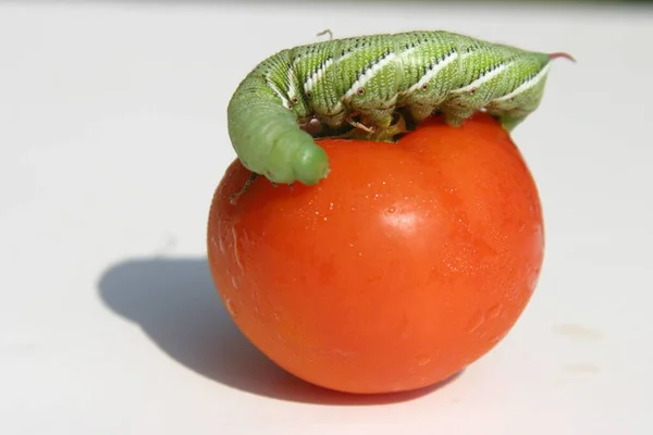 Tomate Fresco Maduro Con Oruga Sobre Fondo Blanco — Foto de Stock