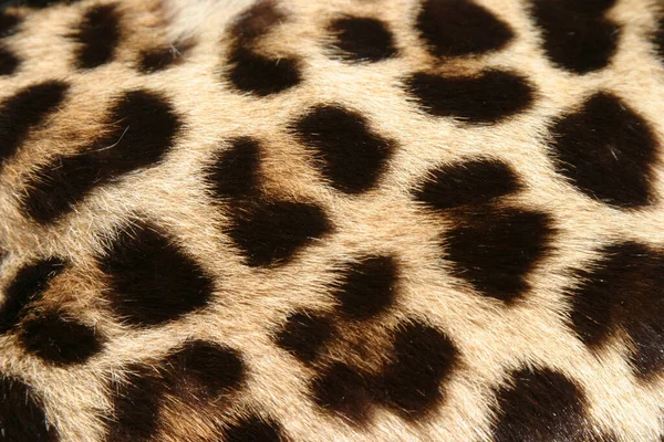 Leopardenmuster Hintergrund Animal Print Haut — Stockfoto