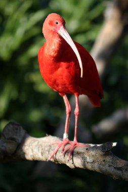 Kızıl Ibis. Eudocimus ruber. Güzel Kırmızı Ibis Kuşu.
