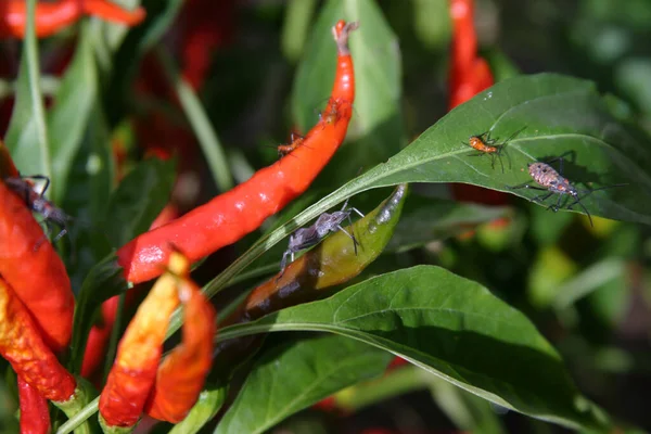 Rote Chilischote Chili Arbol Chili Pflanze Mit Insekten Stinkwanzen Verschiedenen — Stockfoto