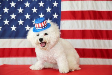 Amerikan Bağımsızlık Günü. 4 Temmuz kutlu olsun. ABD Bağımsızlık Günü. Amerikan bayrağı. Amerikan Bayrağı 'ndan Bichon Frise Dog. Safkan bir Bichon Frise dişi köpeği, 4 Temmuz 'daki fotoğraf çekimi için Amerikan bayrağıyla poz verirken gülümsüyor.. 