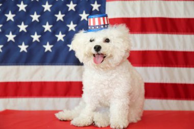 Amerikan Bağımsızlık Günü. 4 Temmuz kutlu olsun. ABD Bağımsızlık Günü. Amerikan bayrağı. Amerikan Bayrağı 'ndan Bichon Frise Dog. Safkan bir Bichon Frise dişi köpeği, 4 Temmuz 'daki fotoğraf çekimi için Amerikan bayrağıyla poz verirken gülümsüyor.. 