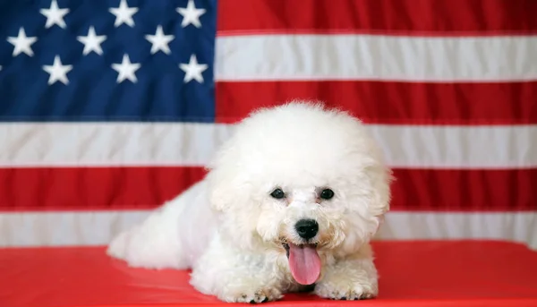 Amerikanischer Unabhängigkeitstag Glücklicher Juli Unabhängigkeitstag Der Usa Amerikanische Flagge Bichon — Stockfoto